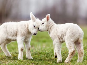 Lammetjesdag op de Sprengenberg