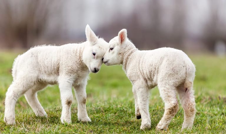Lammetjesdag op de Sprengenberg