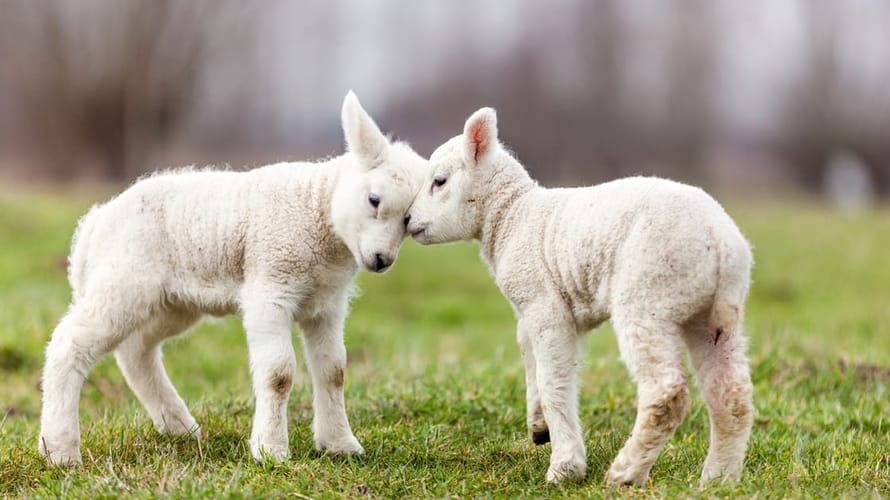 Lammetjesdag op de Sprengenberg
