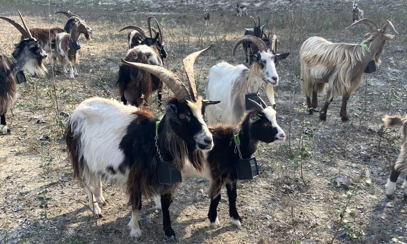 Nederlandse landgeiten in de ENCI-groeve.