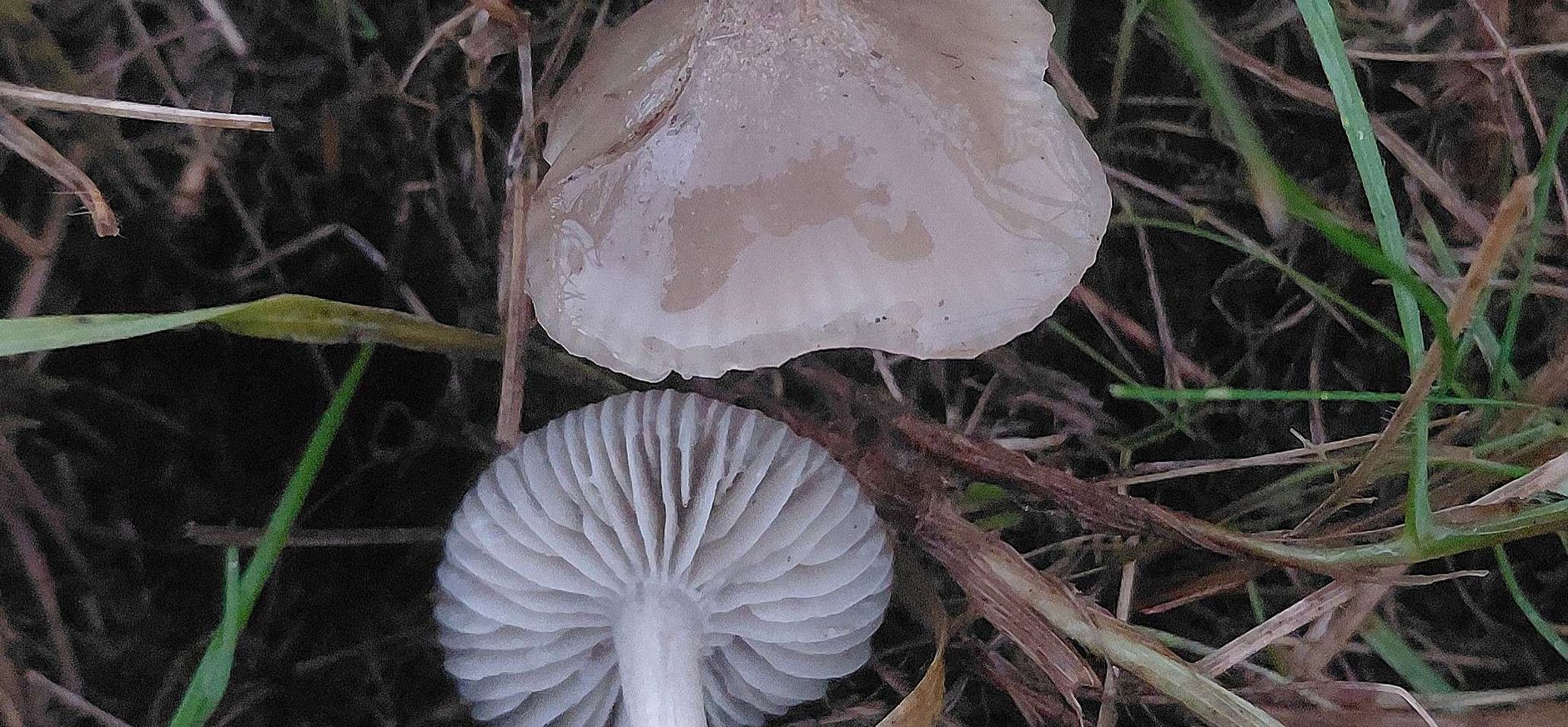 Ridderwasplaat op Fort Waver-Amstel