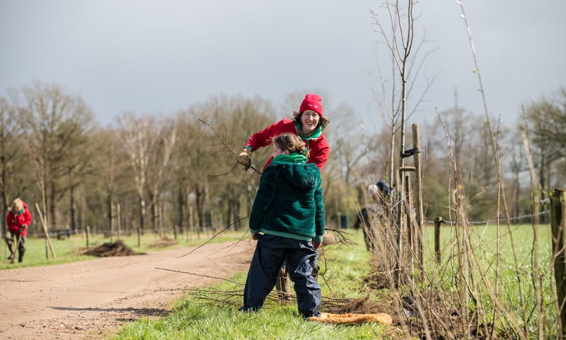 Dame die bezig is om heggen te planten