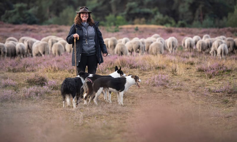 herder met schapen herder met schapen