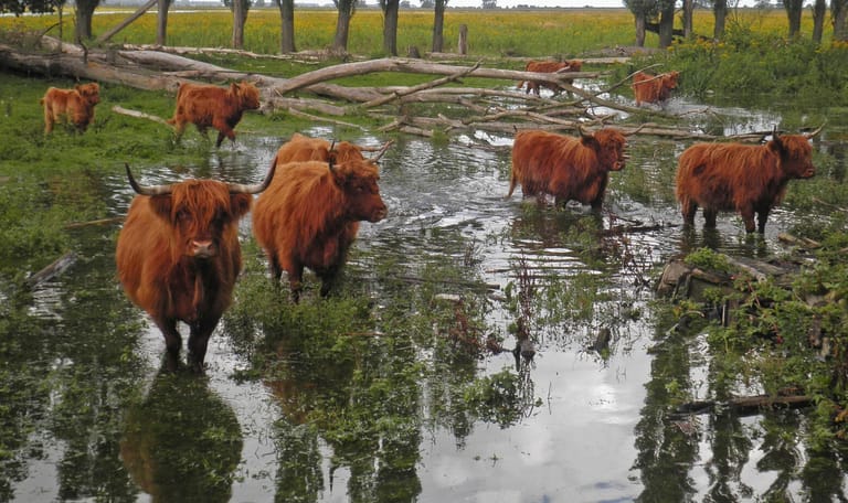 Schotse hooglanders op Tiengemeten Schotse hooglanders op Tiengemeten