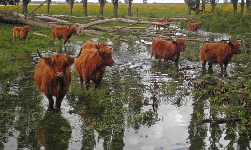 Schotse hooglanders op Tiengemeten