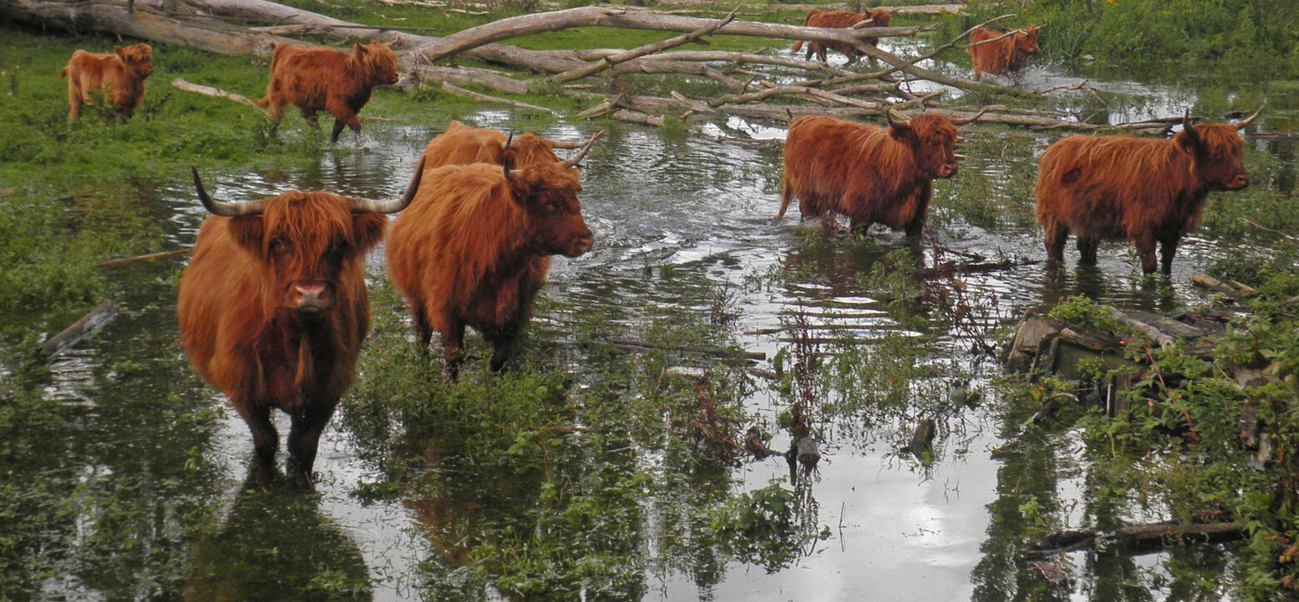 Schotse hooglanders op Tiengemeten