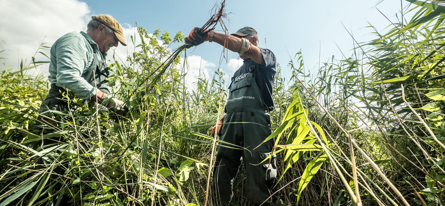 Vrijwilligers aan het werk in het riet