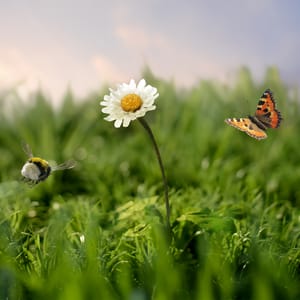 Red bijen en vlinders