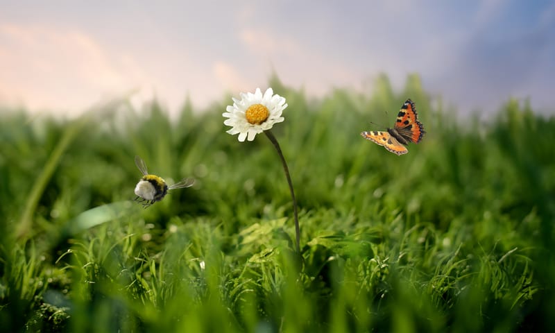 Red bijen en vlinders