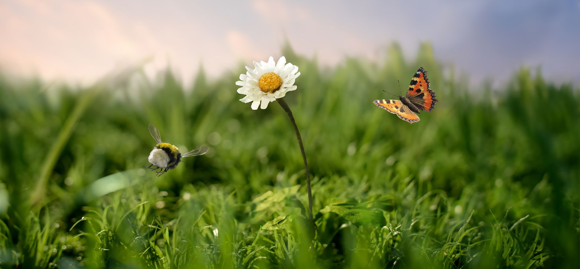 Red bijen en vlinders Red bijen en vlinders