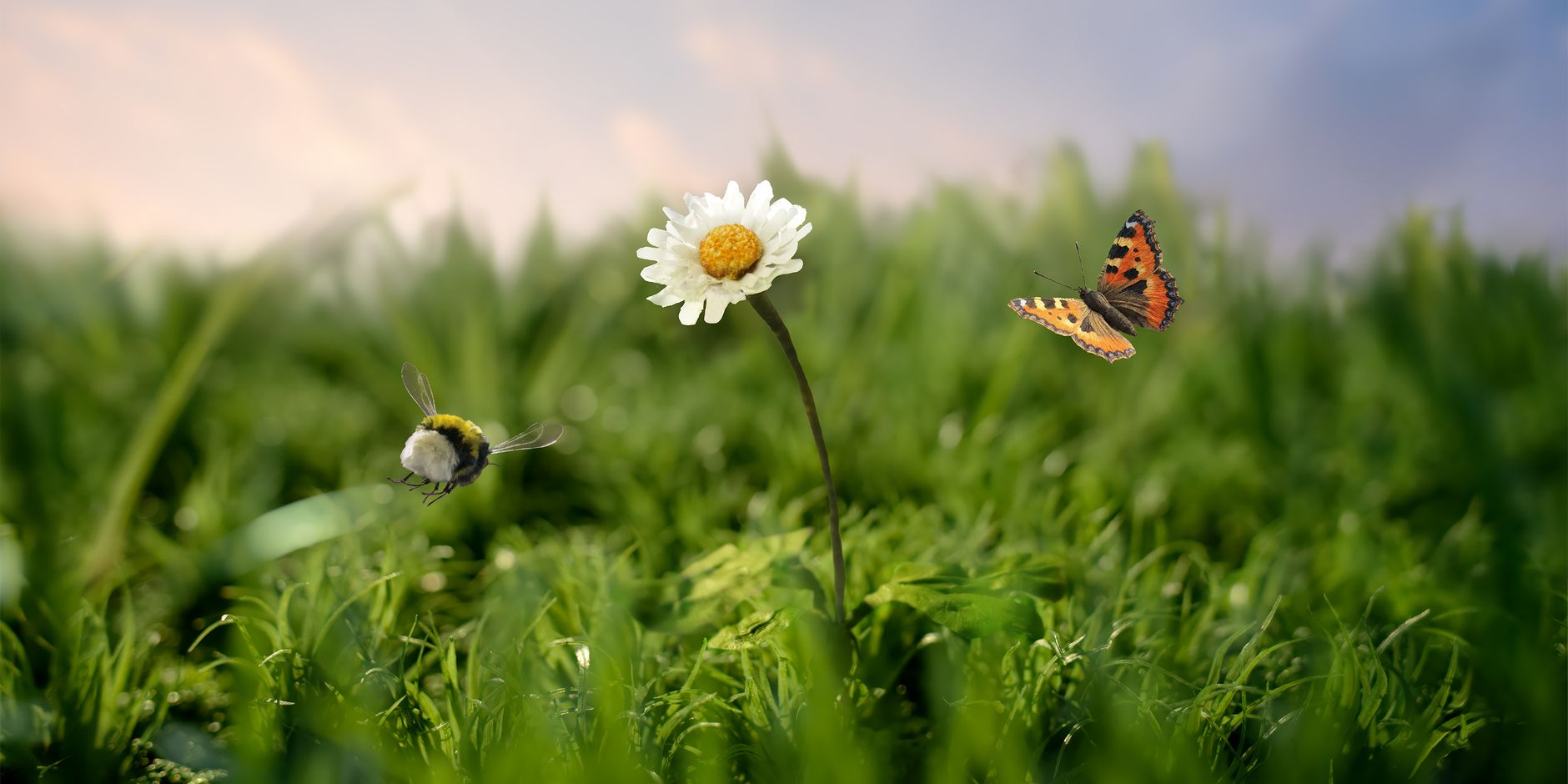 Red bijen en vlinders Red bijen en vlinders