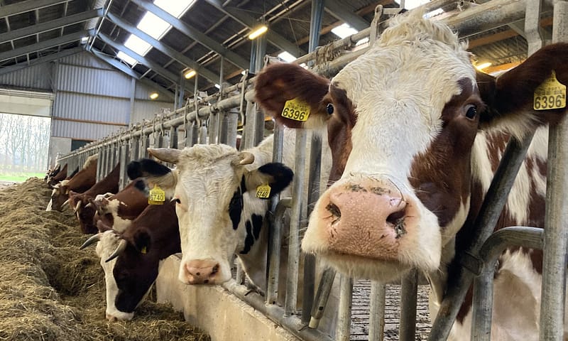 Koeien op bioboerderij Nieuw Venhorstink in Vorden
