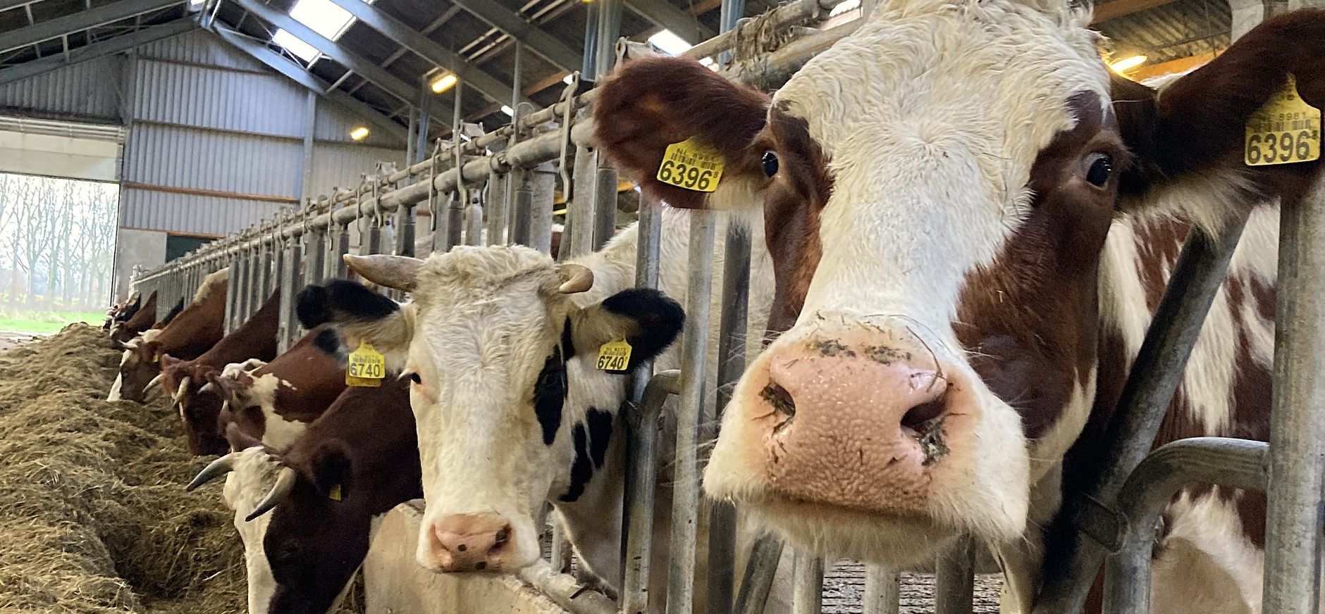 Koeien op bioboerderij Nieuw Venhorstink in Vorden Koeien op bioboerderij Nieuw Venhorstink in Vorden