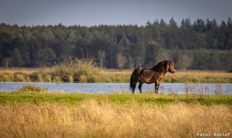 Compagnonsveld - Fochteloërveen