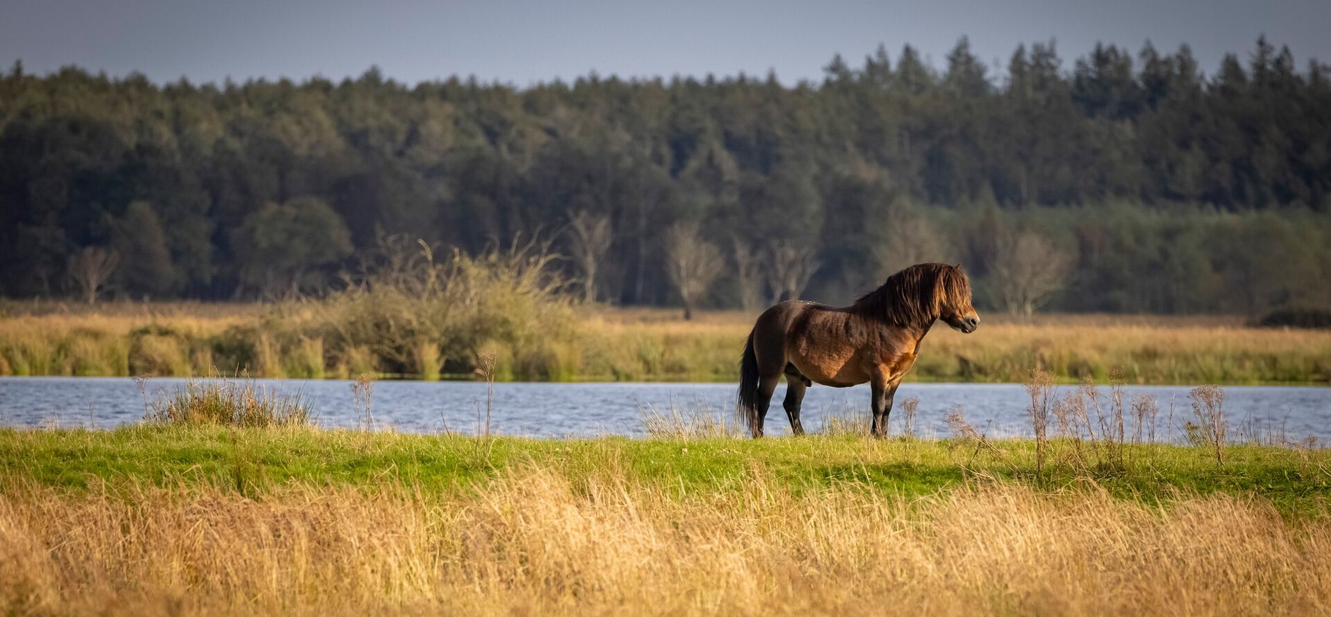 Compagnonsveld - Fochteloërveen Compagnonsveld - Fochteloërveen