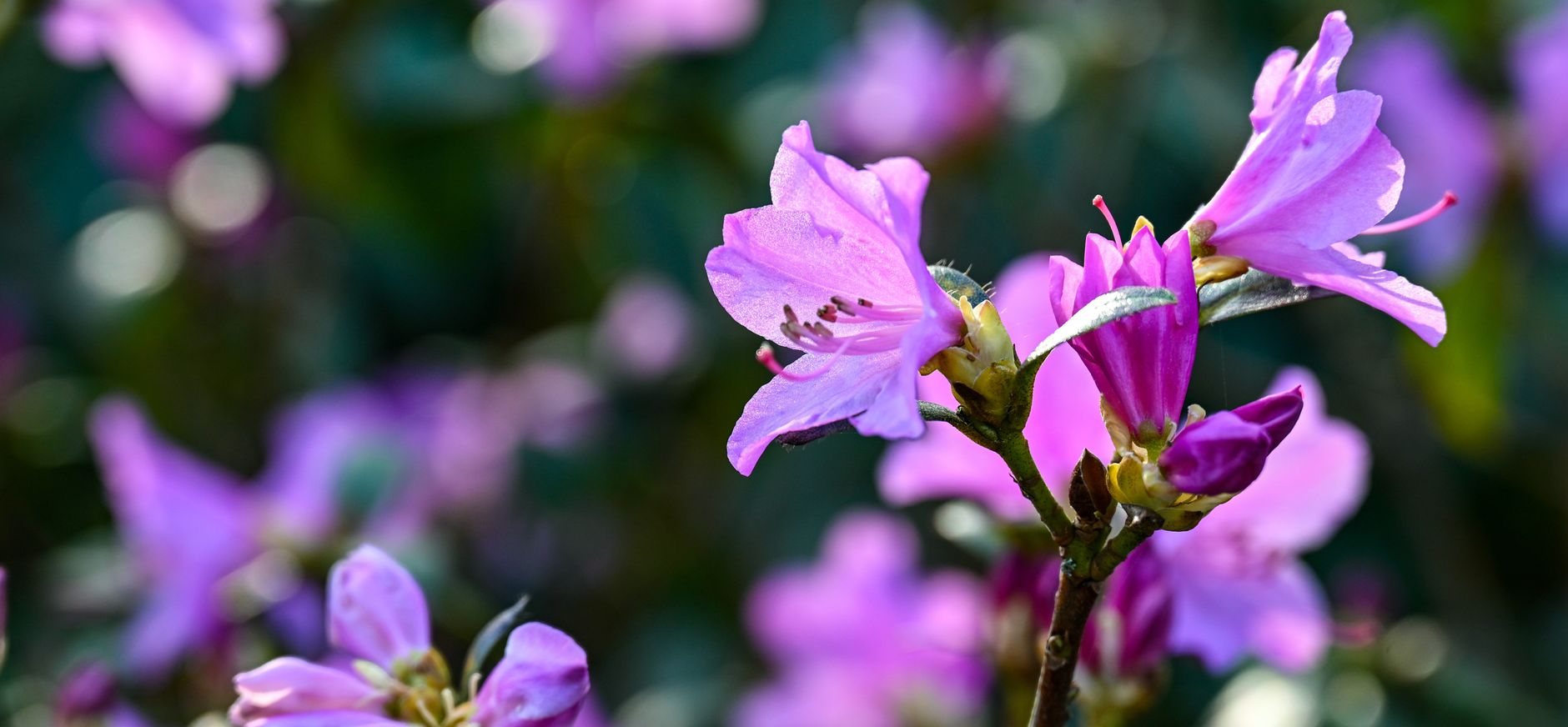 rododendron rododendron