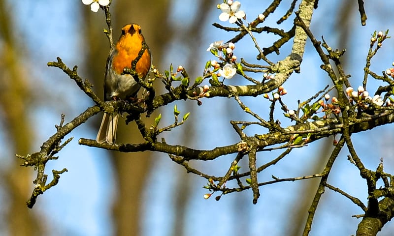 Roodborstje op bloesemtak Roodborstje op bloesemtak
