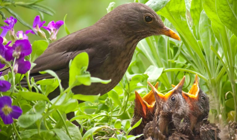 Vogelexcursie voor volwassenen Boekesteyn