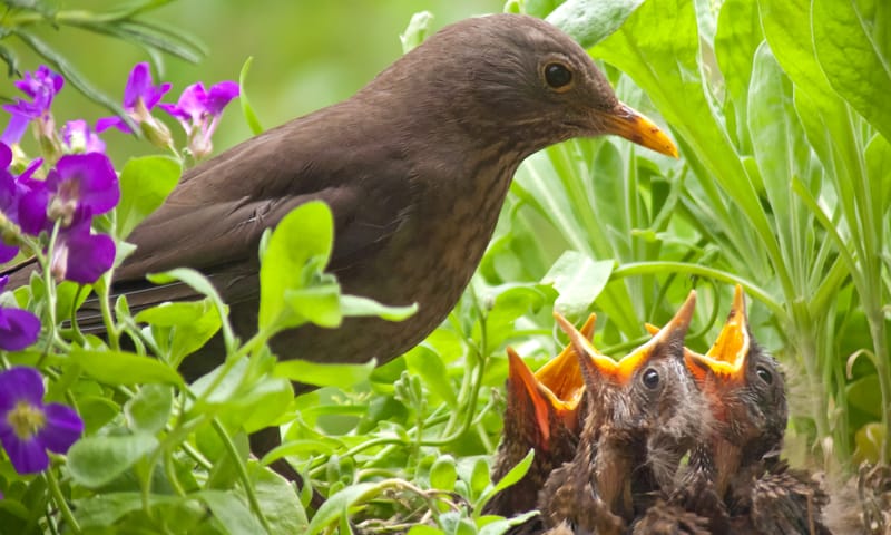 Vogelexcursie voor volwassenen Boekesteyn