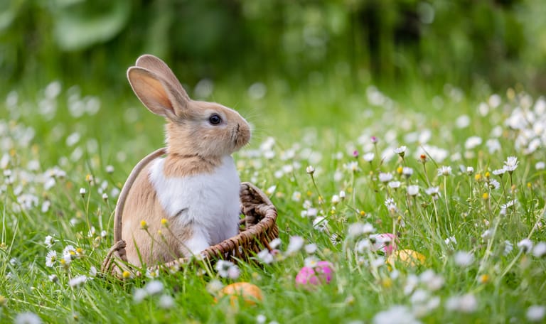 OERRR Paasspeurtocht 's-Graveland