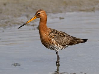 grutto
