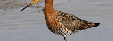 grutto