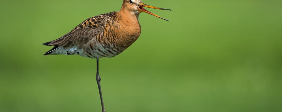 Grutto op een paaltje in het groen