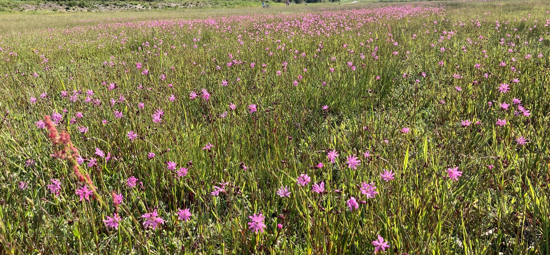 Koekoeksbloemen bij de Westerplas