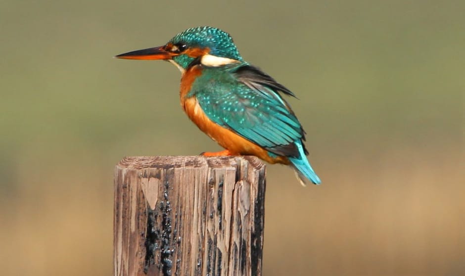 IJsvogel op paaltje IJsvogel op paaltje
