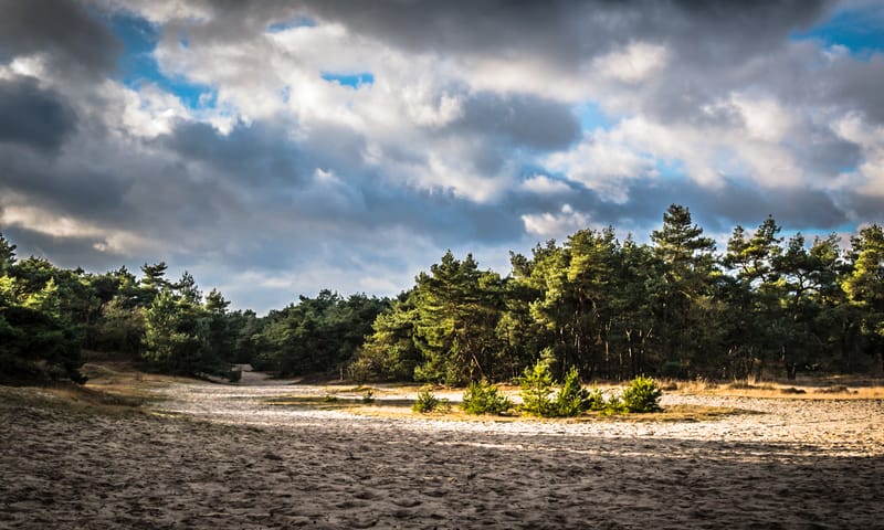 Loonse en Drunense duinen