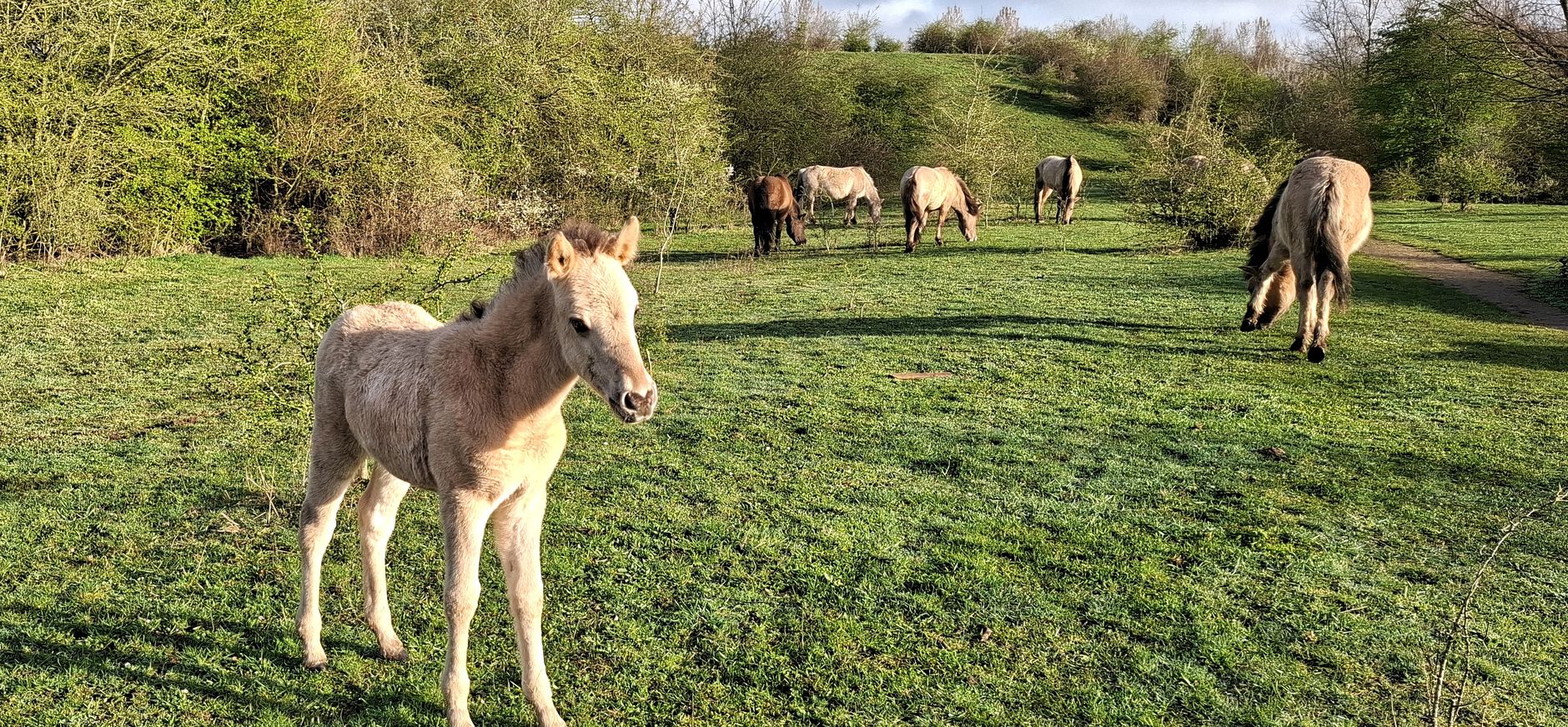 veulen bij de Molenplas