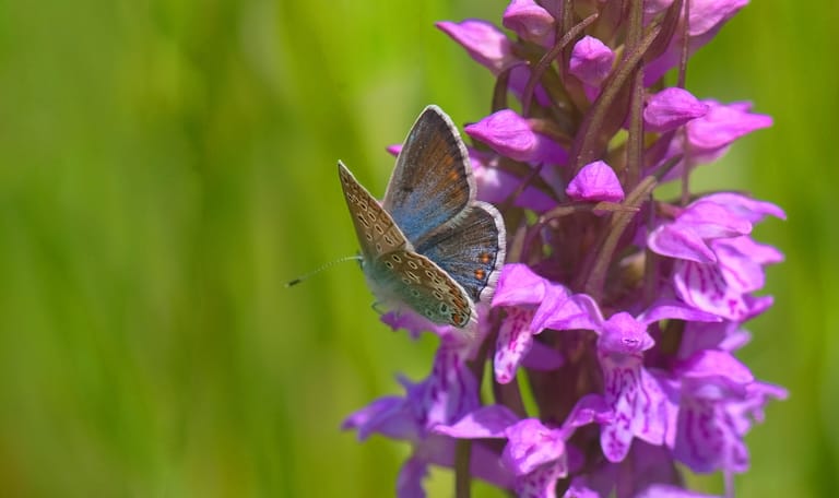 Brede orchis met icarusblauwtje