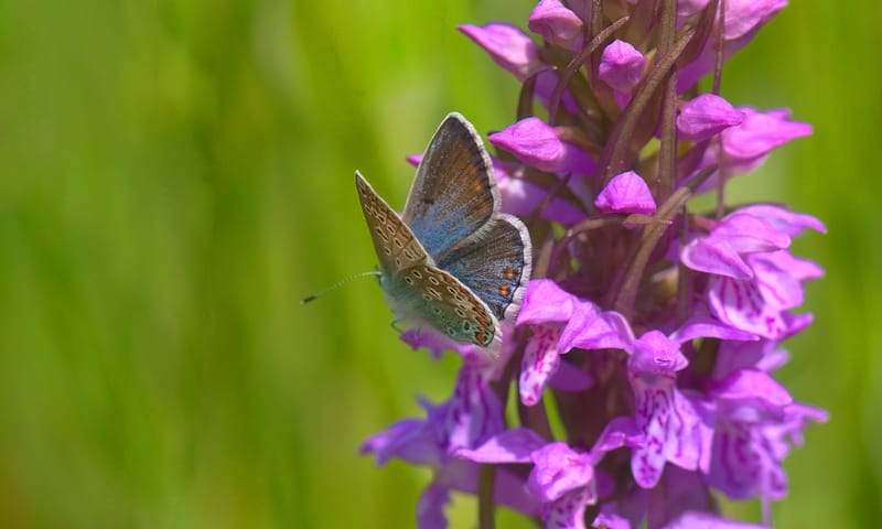 Brede orchis met icarusblauwtje
