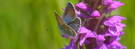 Brede orchis met icarusblauwtje