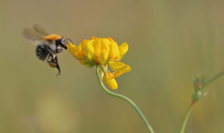 Bij en bloem