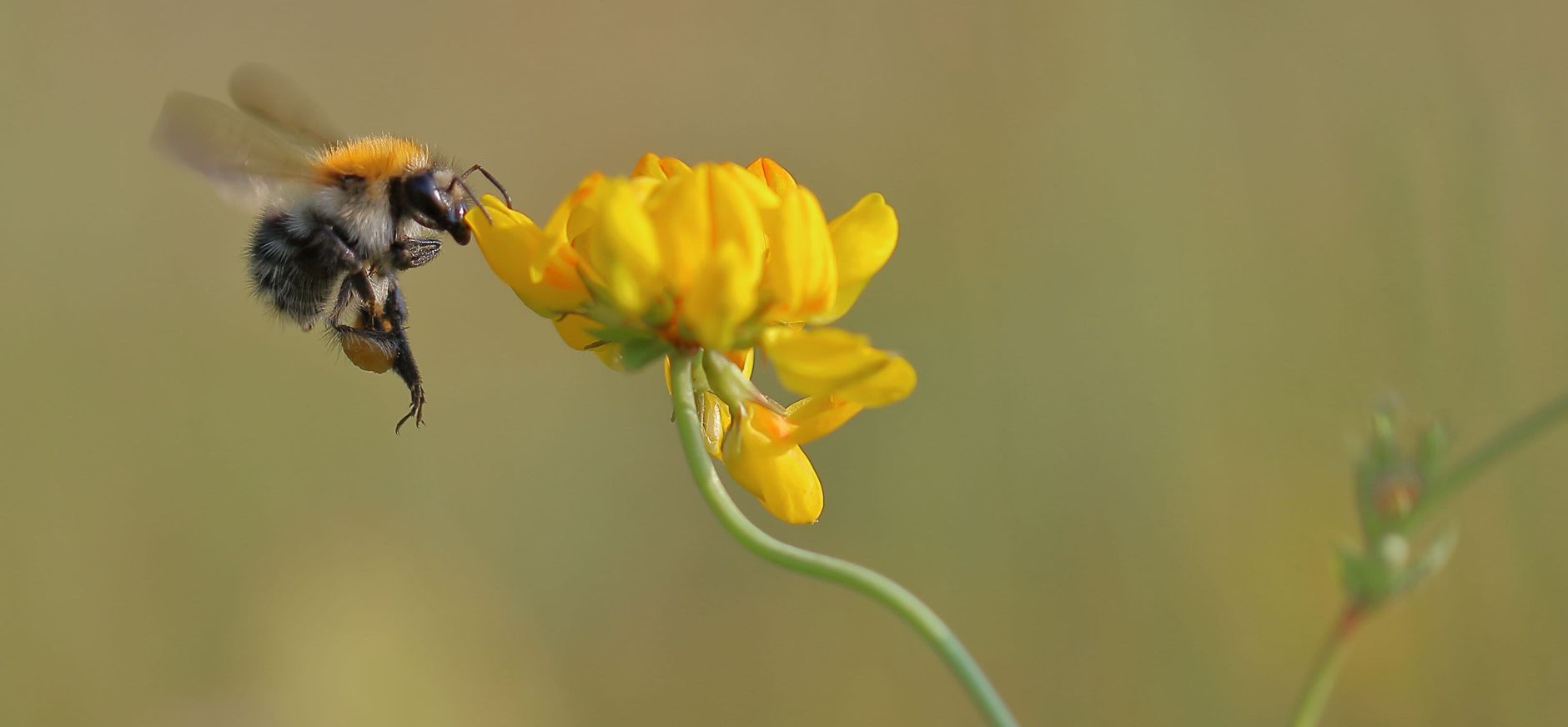 Bij en bloem