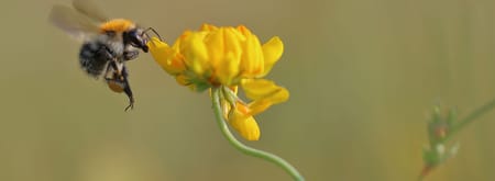 Bij en bloem