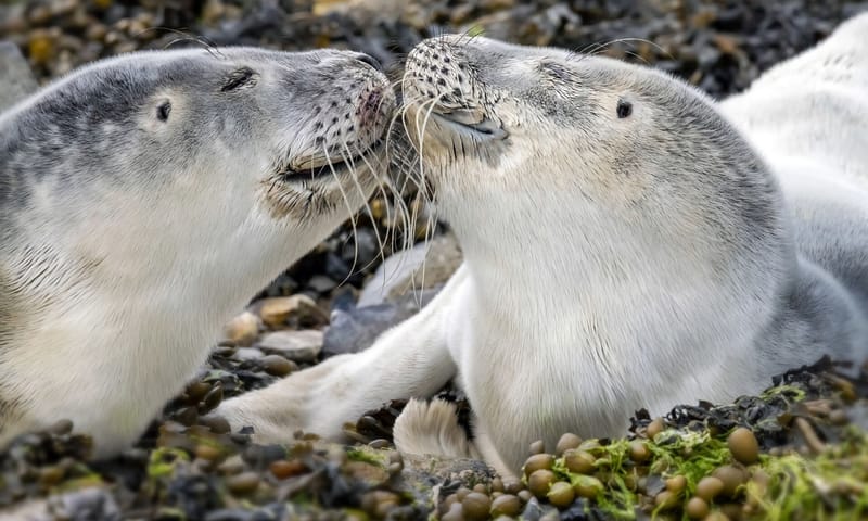 Zeehond