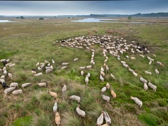 Kudde schapen foto vanaf boven genomen 