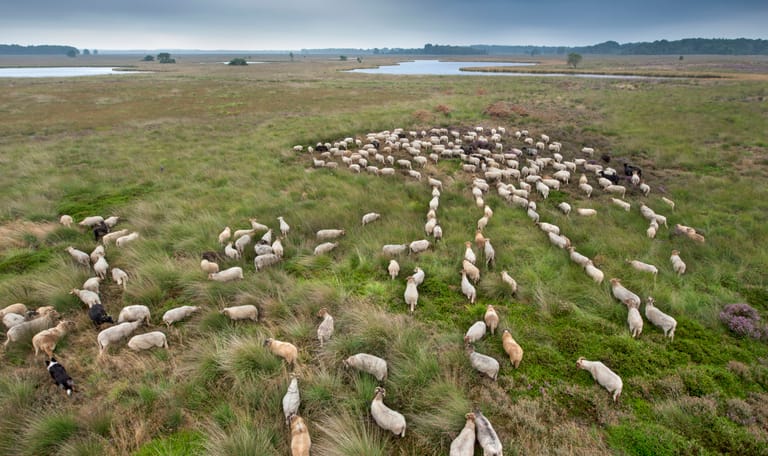 Kudde schapen foto vanaf boven genomen 