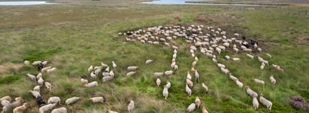Kudde schapen foto vanaf boven genomen 
