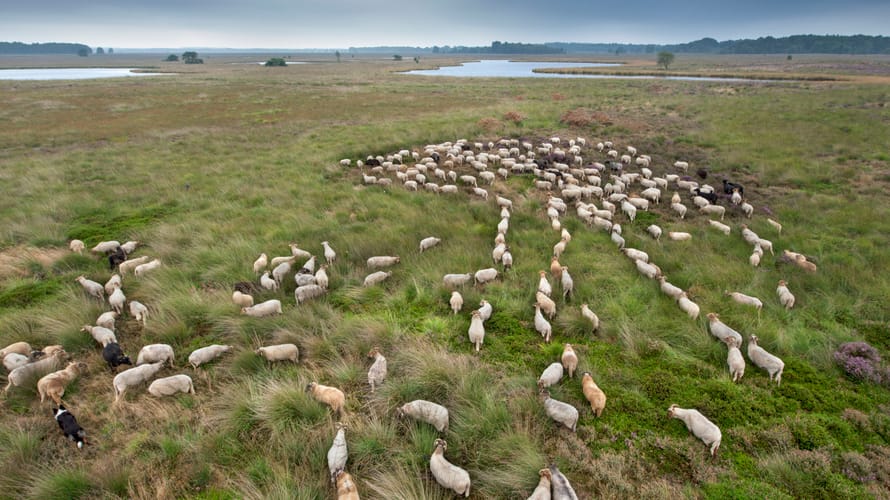 Kudde schapen foto vanaf boven genomen 