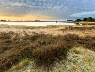 Dwingelderveld