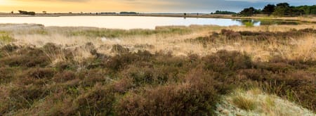 Dwingelderveld