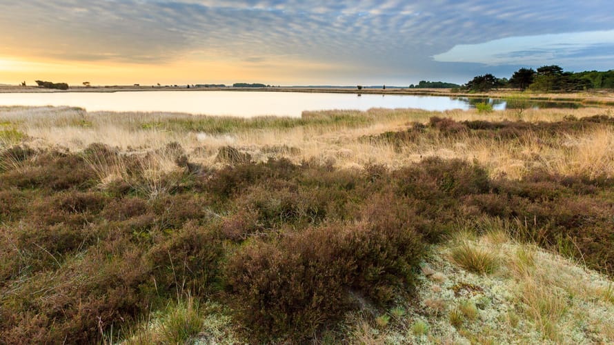 Dwingelderveld Dwingelderveld