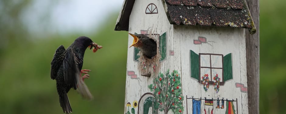 Beschilderd vogelhuisje met een vogel die zijn jong voert