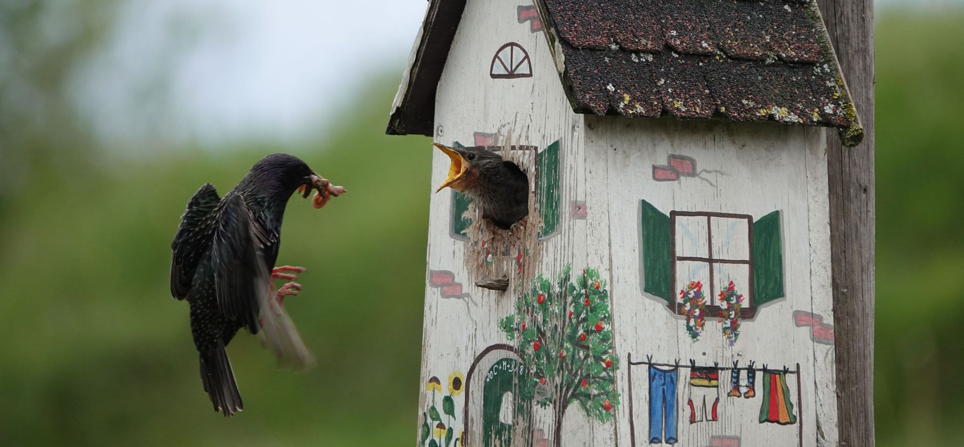 Beschilderd vogelhuisje met een vogel die zijn jong voert