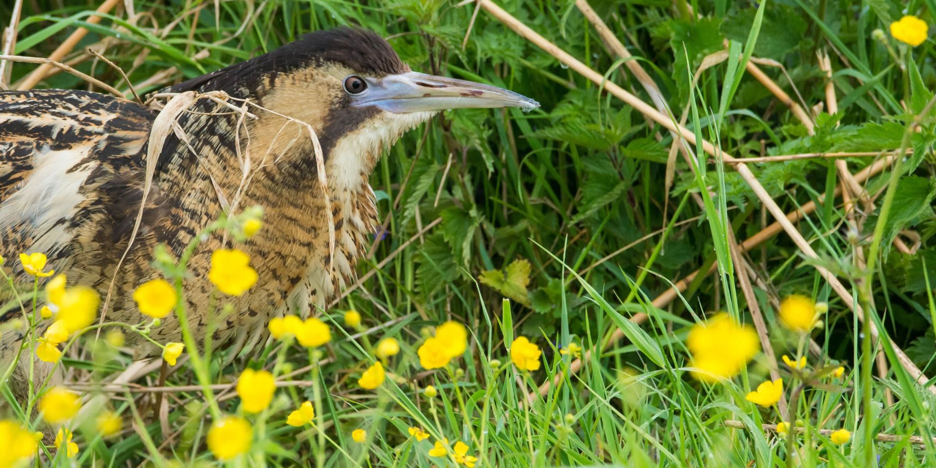 Roerdomp in het groen