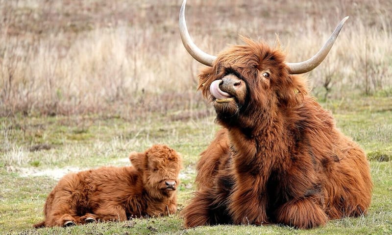 Schotse hooglander met kalf