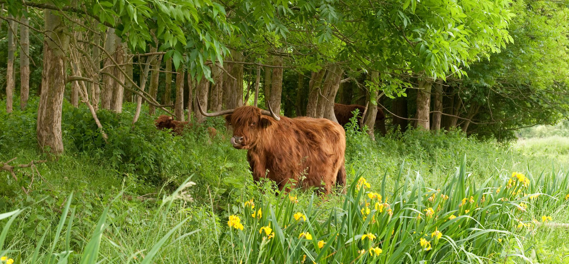 Schotse hooglanders in de Schinveldse bossen Schotse hooglanders in de Schinveldse bossen